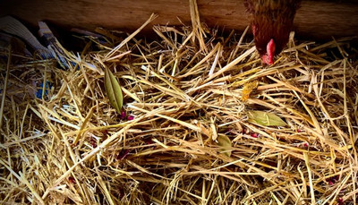 Why Chicken Nesting Herbs are Backed by Science