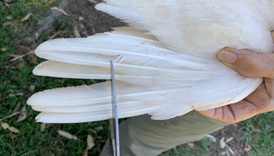 How To: Clip a Chickens Wings (with pictures)