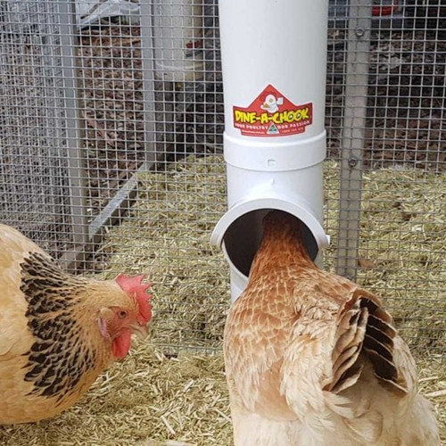 Chicken using a Dine a Chook Chicken Feeder Chicken using a Dine a Chook Chicken Feeder