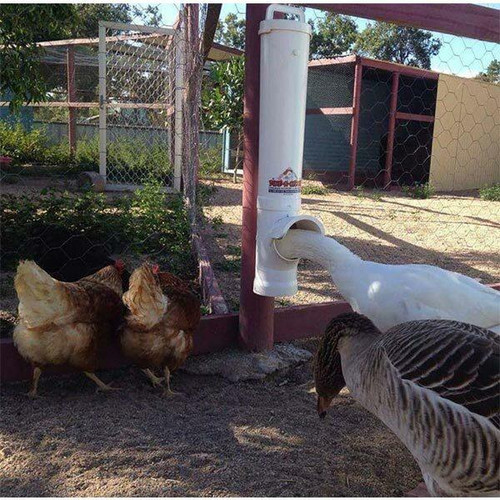 Dine a Chook Large Feeder Two Pack for chickens, geese, ducks, guinea fowl, turkeys and other poultry. Dine a Chook Large Feeder Two Pack for chickens, geese, ducks, guinea fowl, turkeys and other poultry.