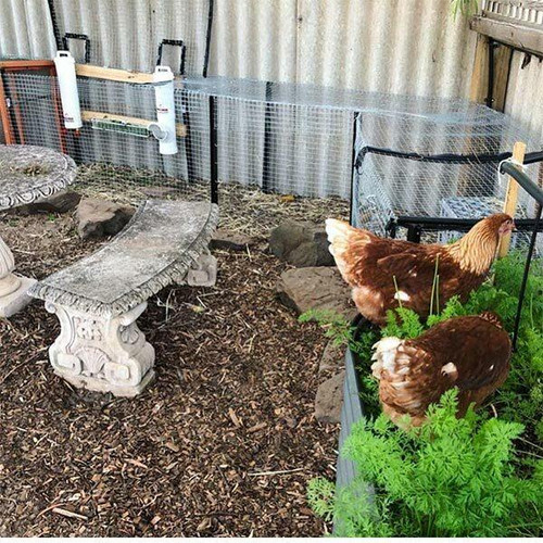 Dine a Chook Chicken Feeder and Twin Cup Drinker Set can be easily installed in almost any chicken coop using the free Mounting Kit. Dine a Chook Chicken Feeder and Twin Cup Drinker Set can be easily installed in almost any chicken coop using the free Mounting Kit.