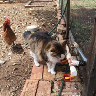 dine-a-chook-drinkers-for-cats.jpeg