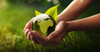 PALLET DEAL: Compostable 33" x 40" LARGE Can Liner -80 Cases = 8,000 Bags