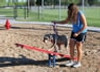 Dog Agility Seesaw - Scottie Seesaw