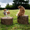 NatureDog™ Little Stump Jump