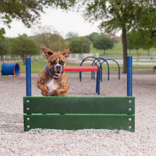 Dog Park Equipment & Agility Course Products