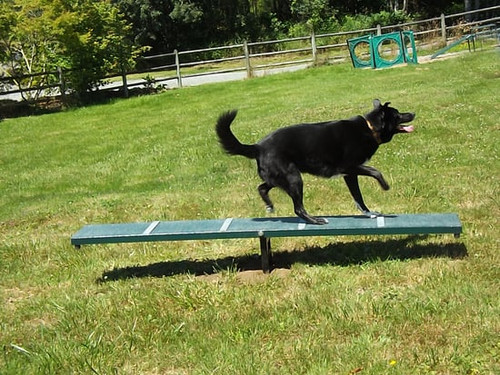 Dog Agility Seesaw - Scottie Seesaw Dog Agility Seesaw - Scottie Seesaw