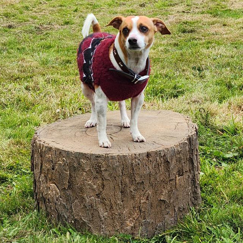 NatureDog™ Little Stump Jump