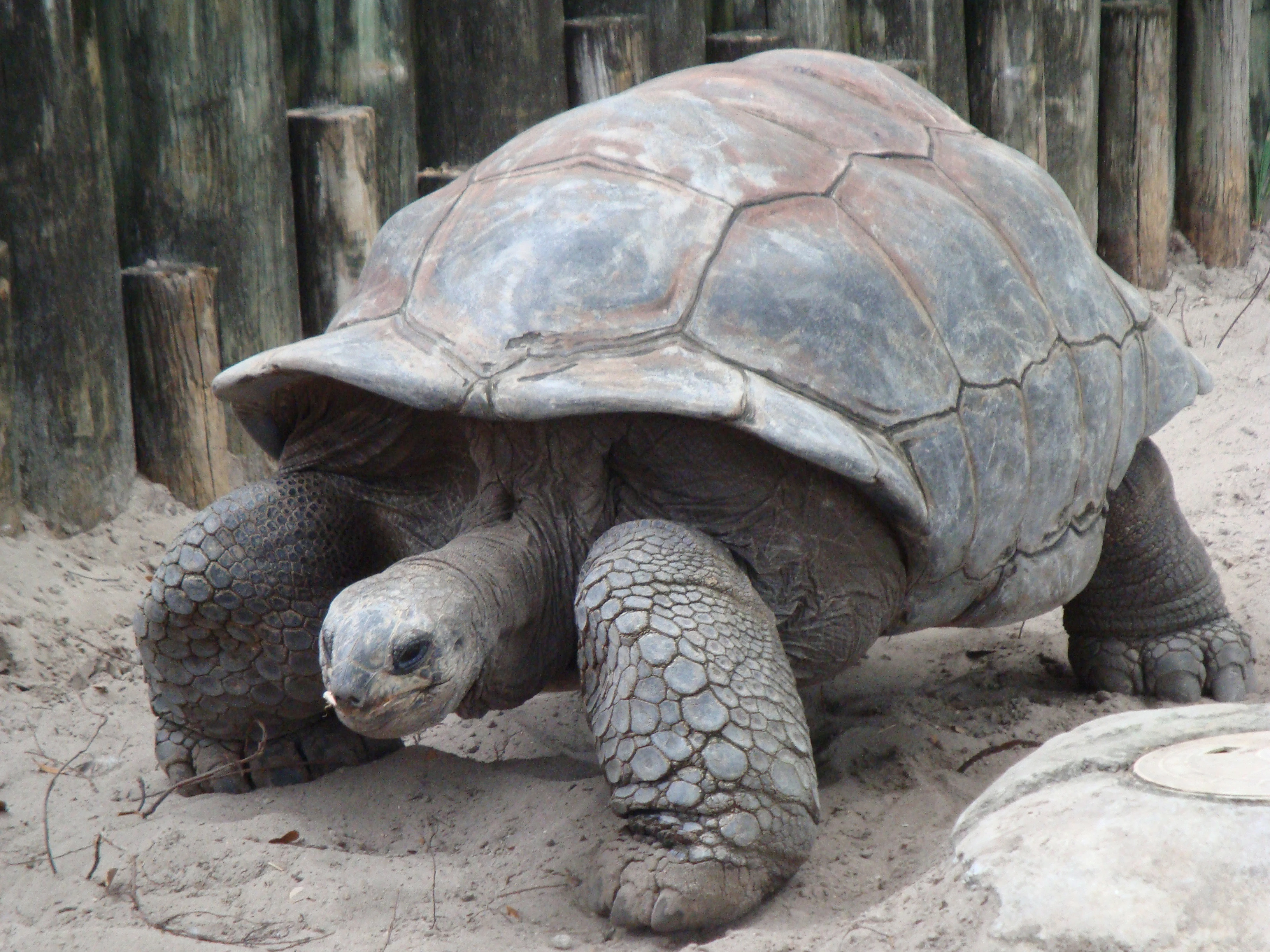 The Tortoise & The Dog