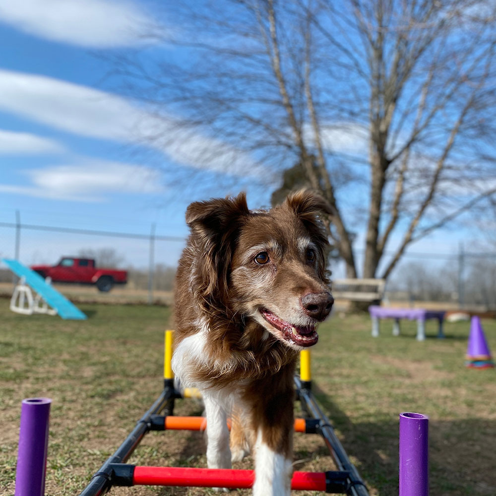 Outfitting Your Dog Park