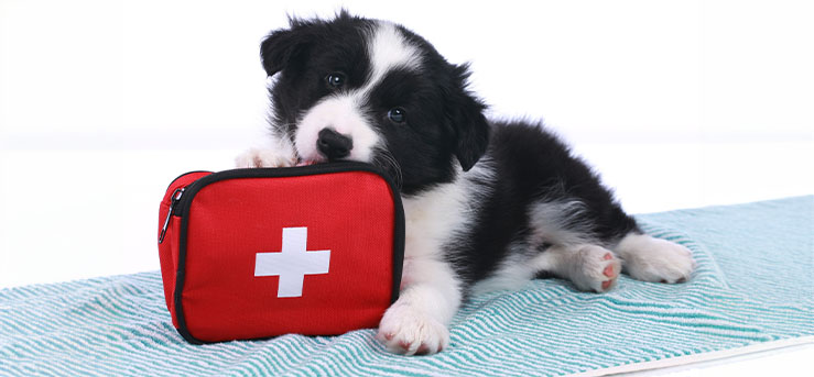 Be Ready, Be Safe: Pet Preparedness Month - How to Prepare Your Pets for Disasters Be Ready, Be Safe: Pet Preparedness Month - How to Prepare Your Pets for Disasters