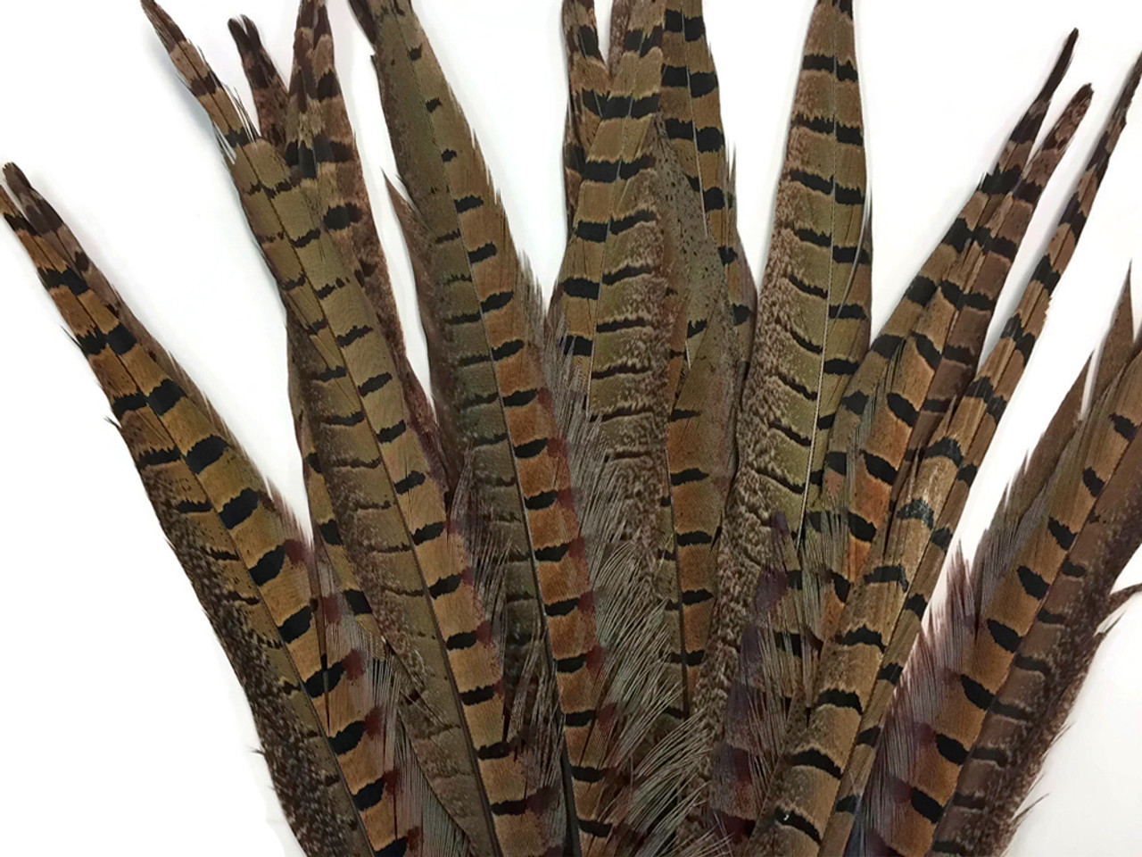 10 Pieces - 10-12 Natural Brown Ringneck Hen Pheasant Tail Feathers