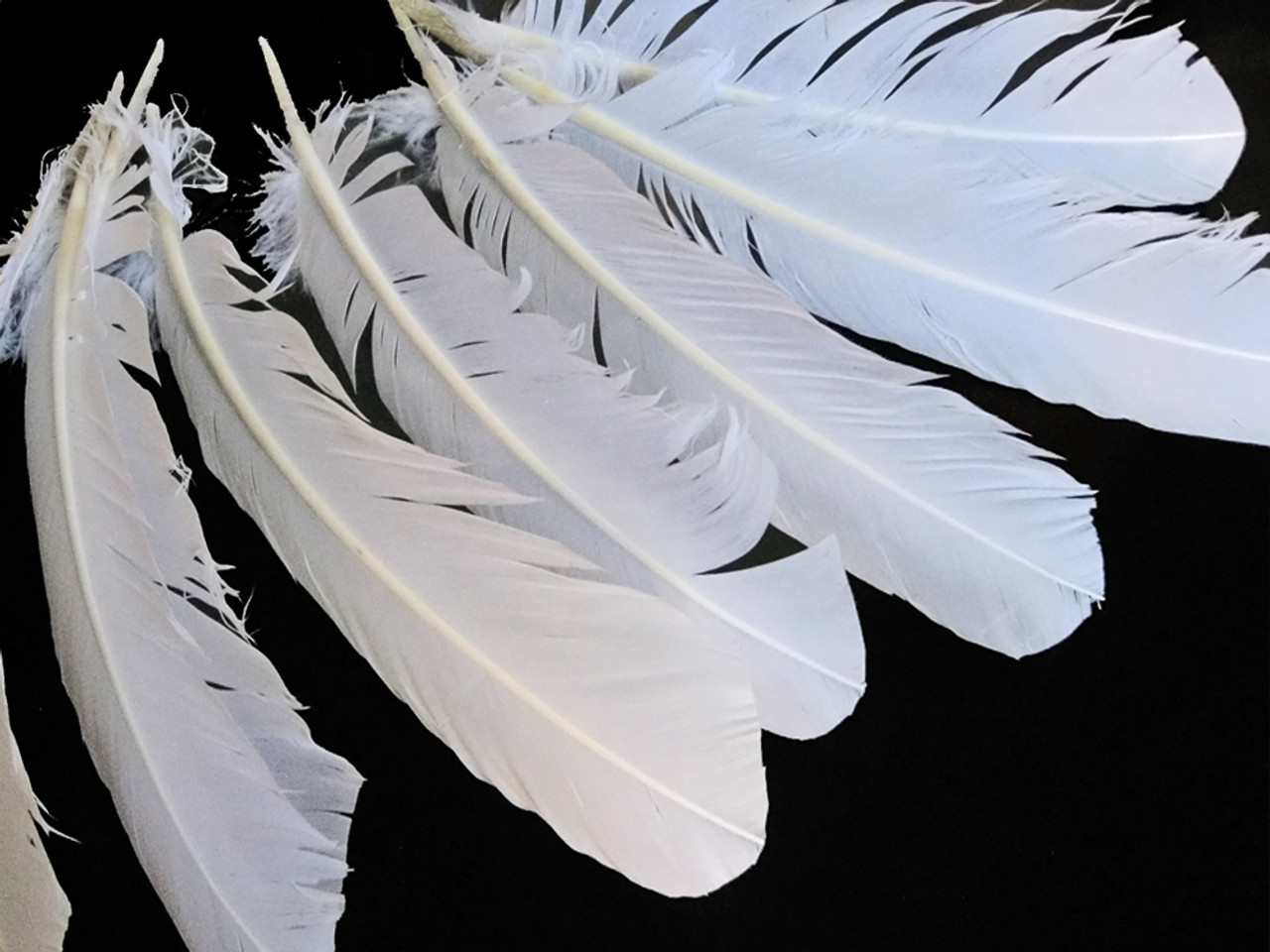 Raven Wing Feathers, 1/4 Lb Brown Turkey Pointers Quill Wing Wholesale  Feathers bulk Halloween Costume Fletching : 3628 