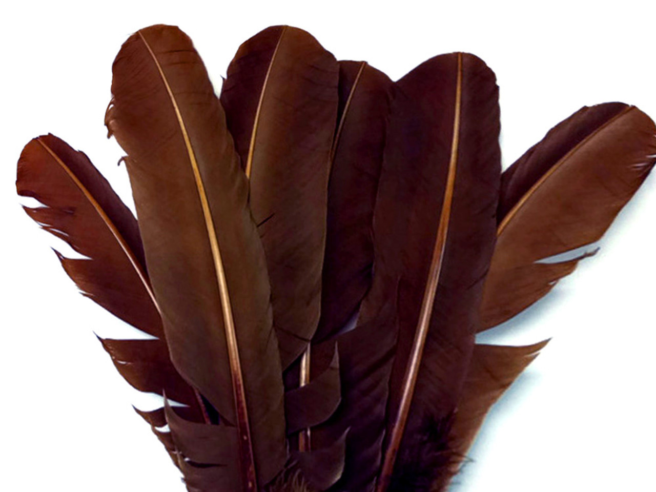 11 Color 10-12 inch Turkey Quill Feathers 20 pcs, Primary Wing Quill Large  Feathers Left Side Craft Costume, Wholesale Feather Supplier (Dark Brown