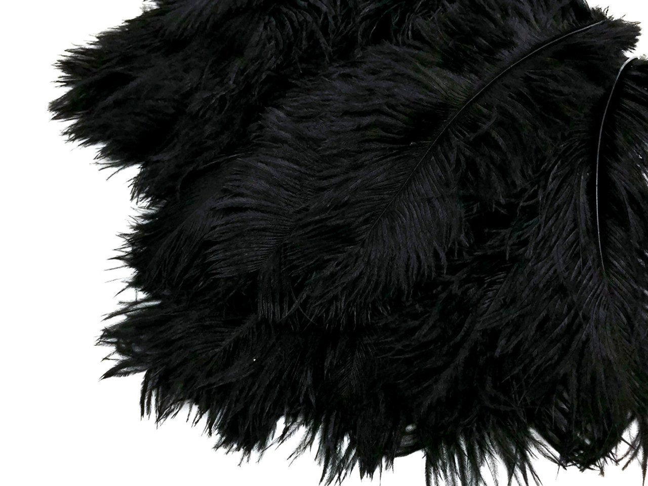 Black Ostrich Feathers