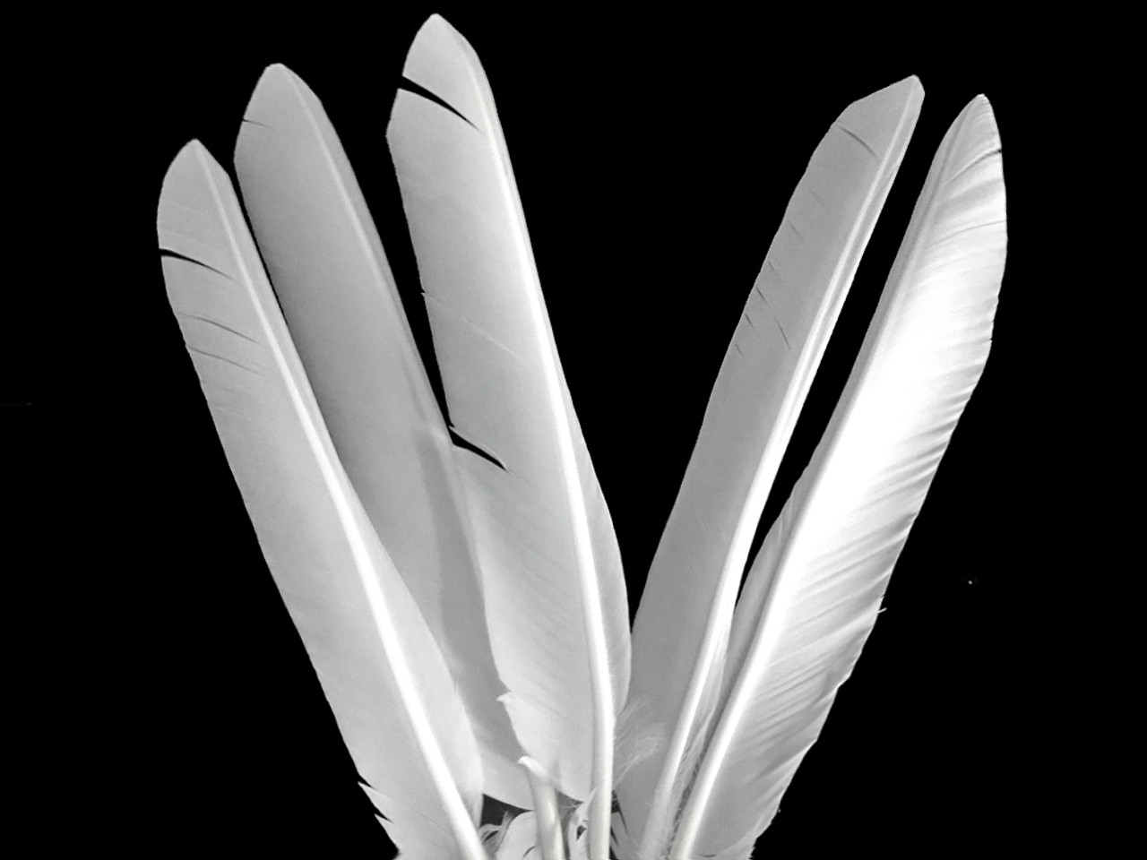 6 Pieces - White Turkey Pointers Primary Wing Quill Large Feathers