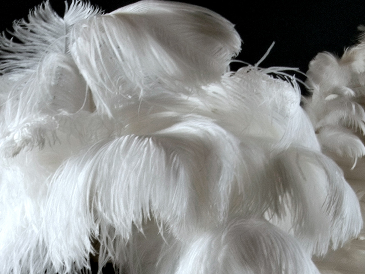 12 RARE 24-26 Ostrich Plume Feathers - White
