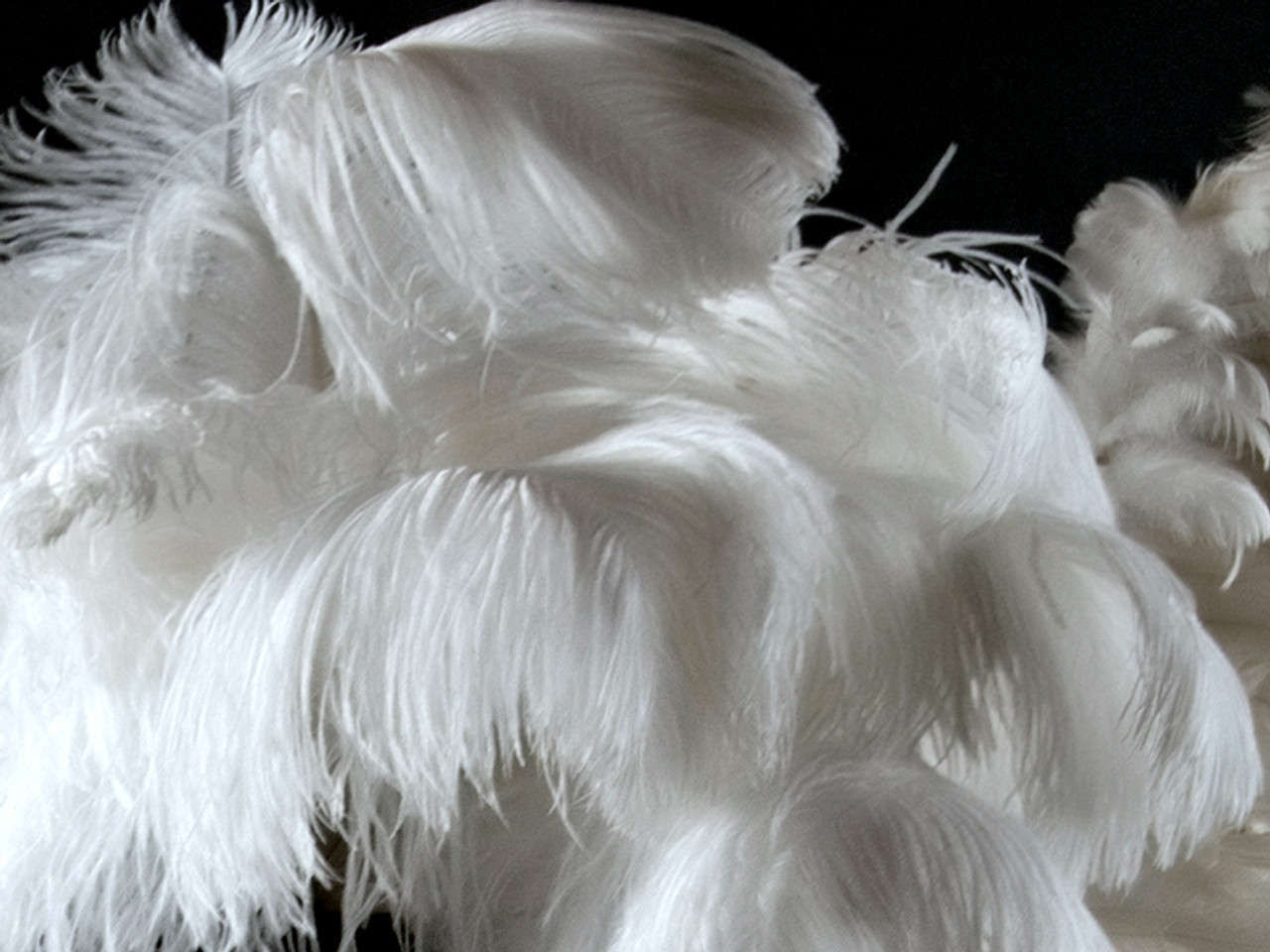 White Feathers in Plexi, 121-S692