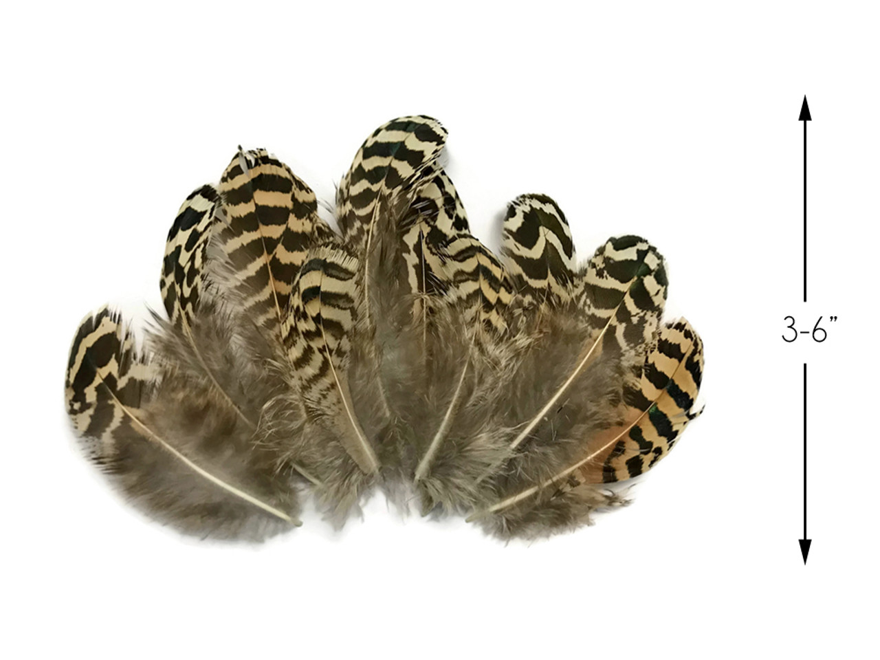 10 Pieces 4-6 Peacock Quill Feathers