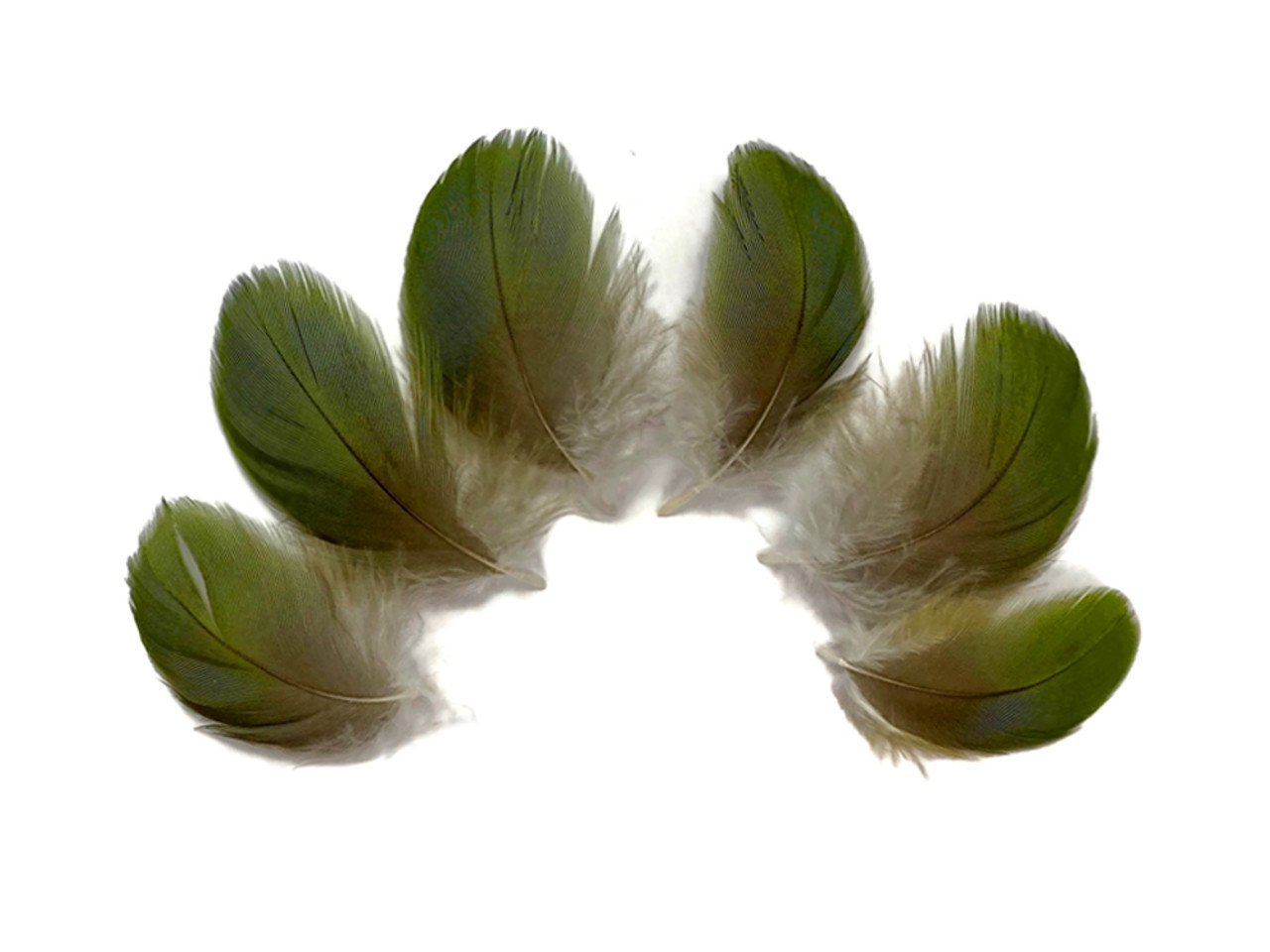 6 Pieces - Small Natural Green  Parrot Body Plumage Feathers