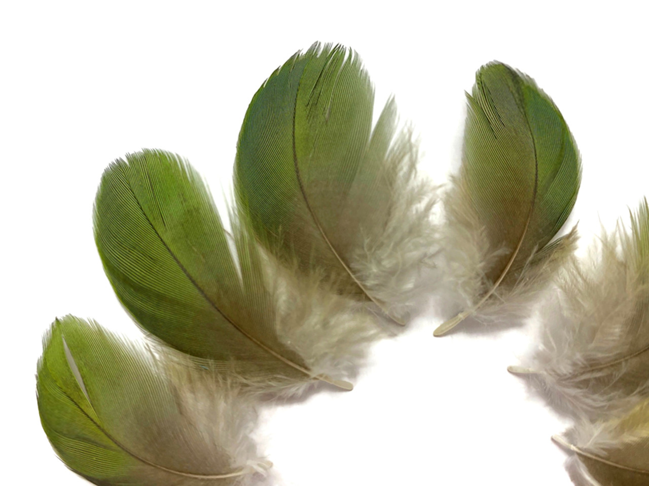 Iridescent green feathers on white background Stock Photo - Alamy