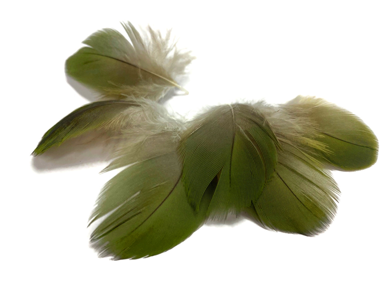 Green Feathers, Craft Feathers by Shade