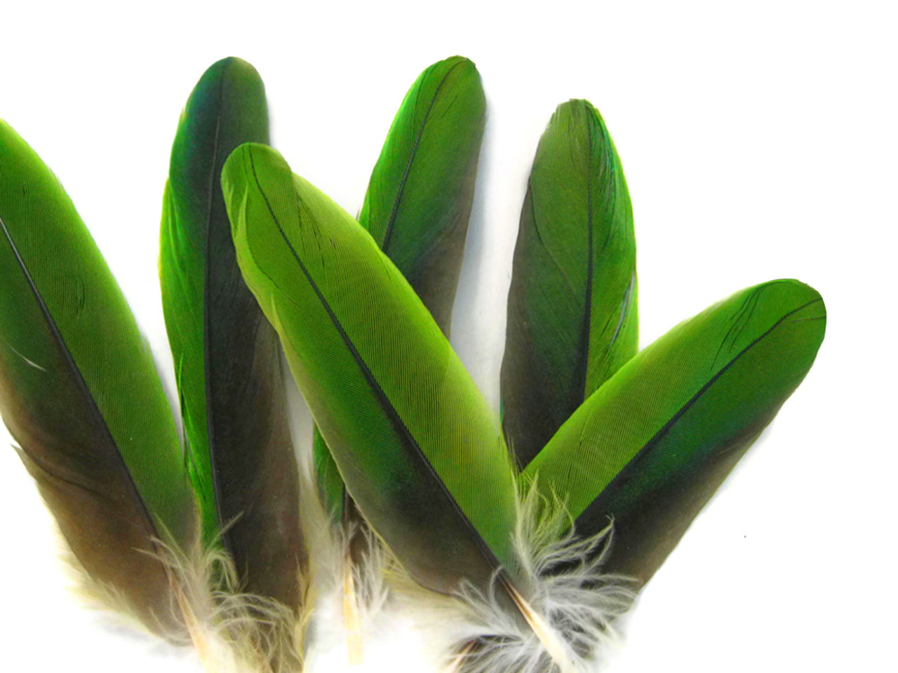 Parrot Feathers, Green  Parrot Wing Feathers - 4 Pieces