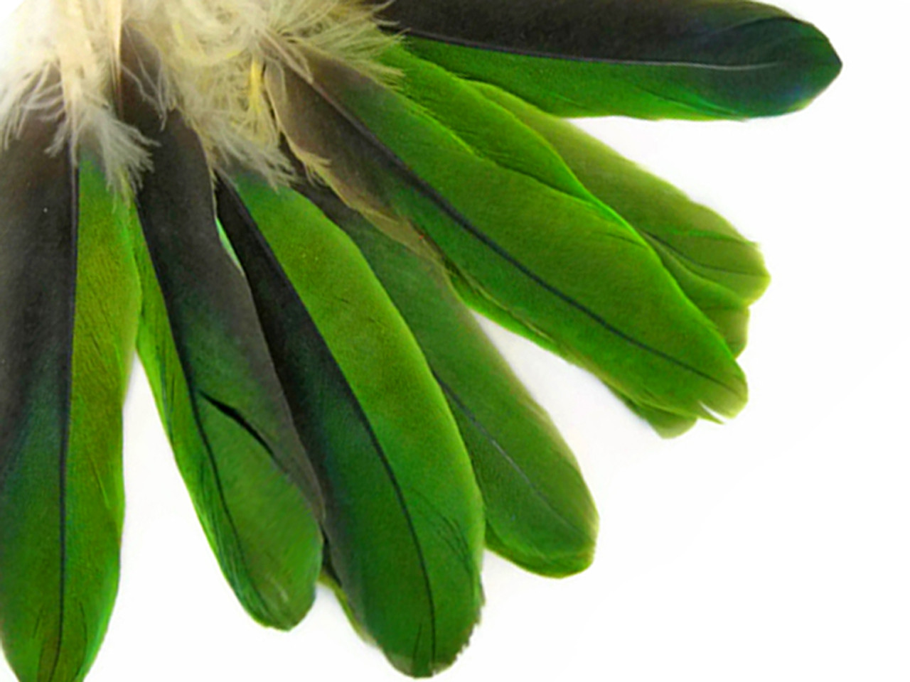 Rare Feathers, 6 Pieces Small Natural Green  Parrot Body Plumage  Feathers Ethically Sourced Cruelty Free : 2263 
