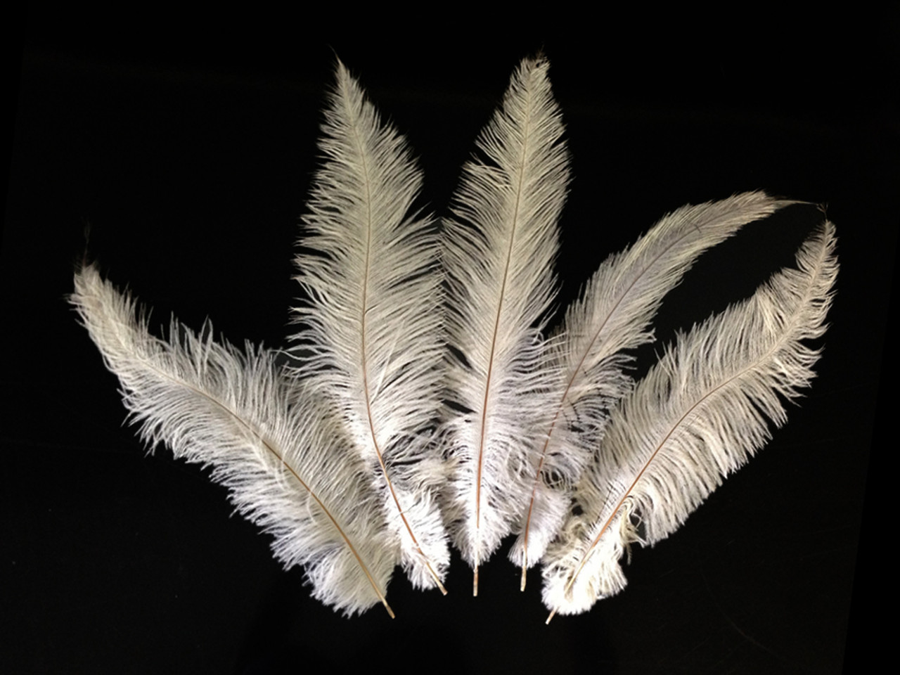Comet - White, Ostrich Feathers – Sherri's Designs
