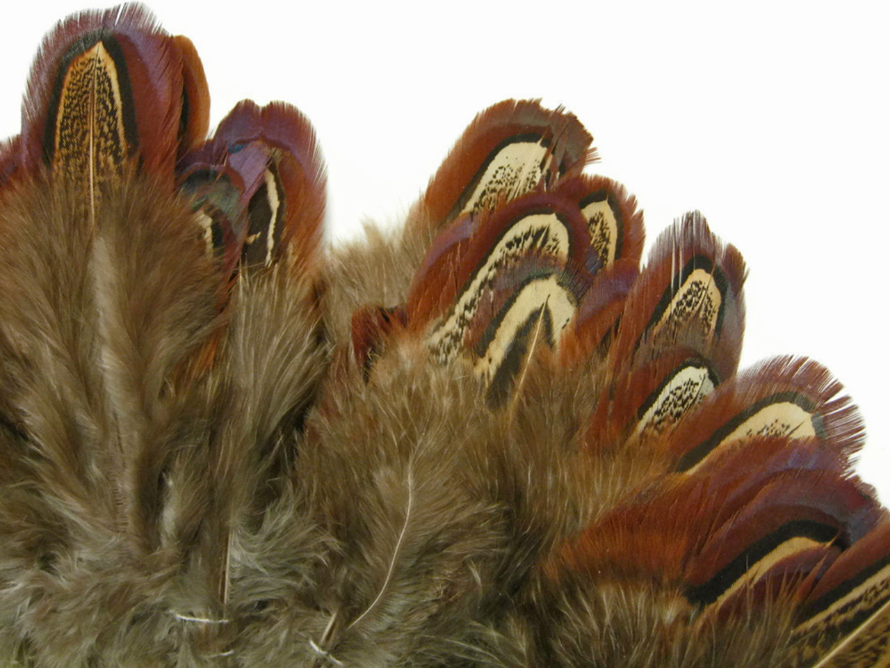 1 pack - HEART Ringneck Pheasant Plumage Feathers