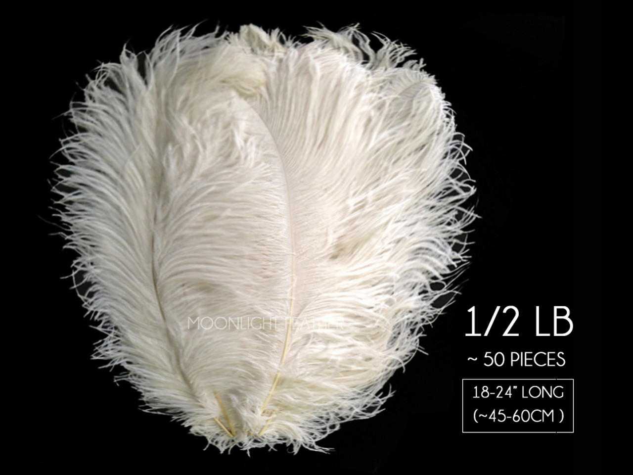 1/2 Lb. - 18-24 Off White Large Ostrich Wing Plume Wholesale Feathers  (Bulk)