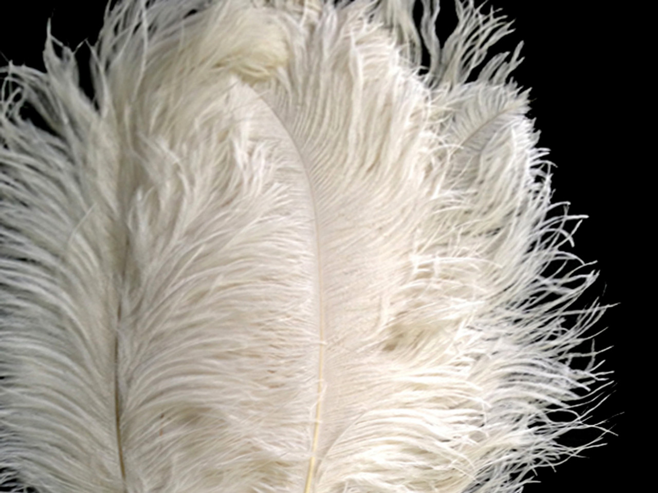 Ivory Ostrich Feathers Male Wing Plumes 24-26 inches 12 Pieces