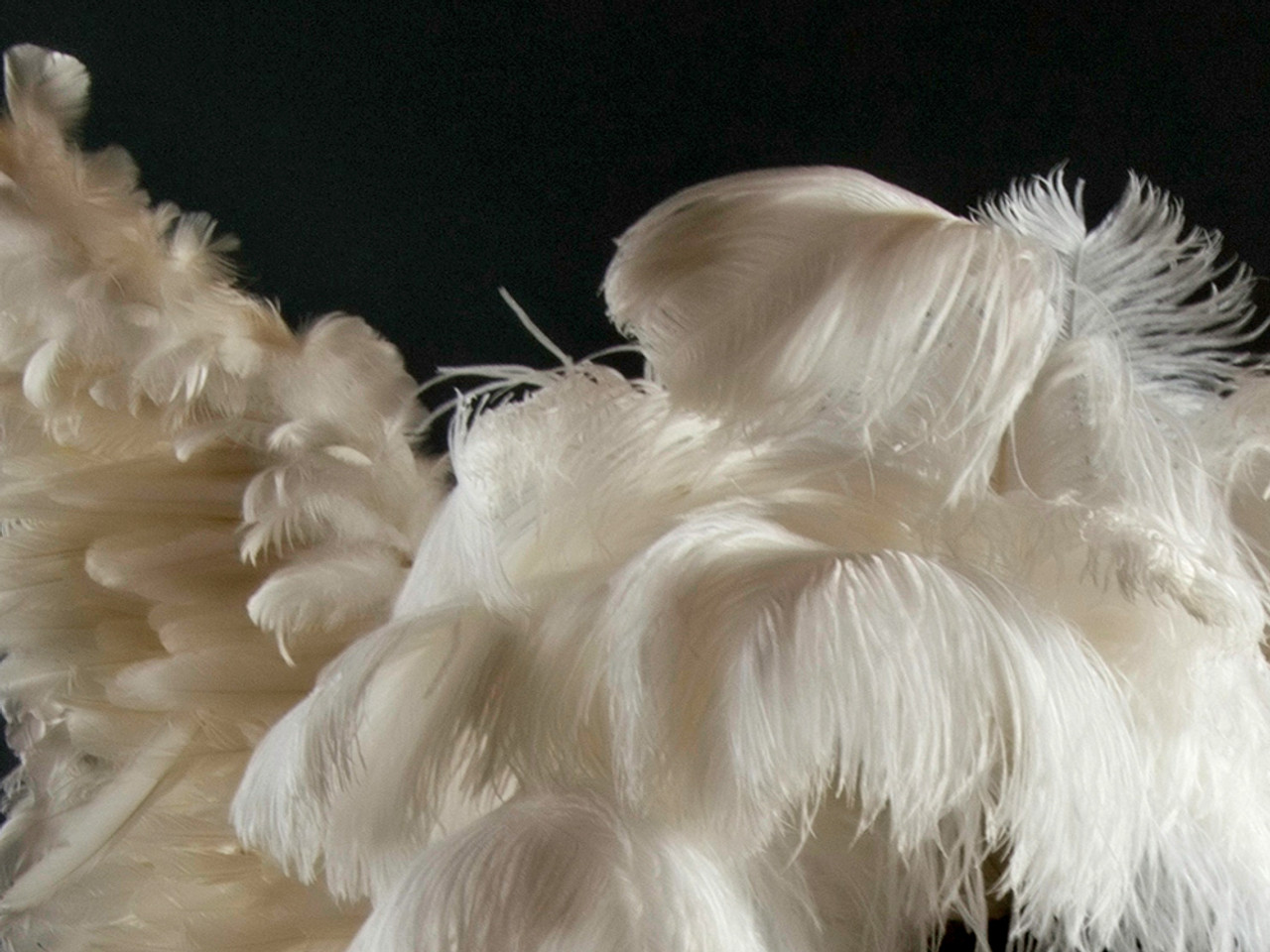 Large Ostrich Feathers - 18-24 Spads - White