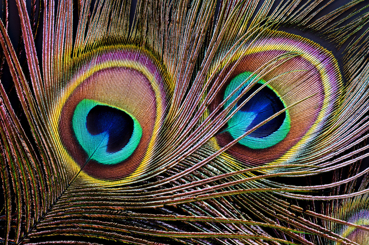 Peacock Feathers # 2 Abstract