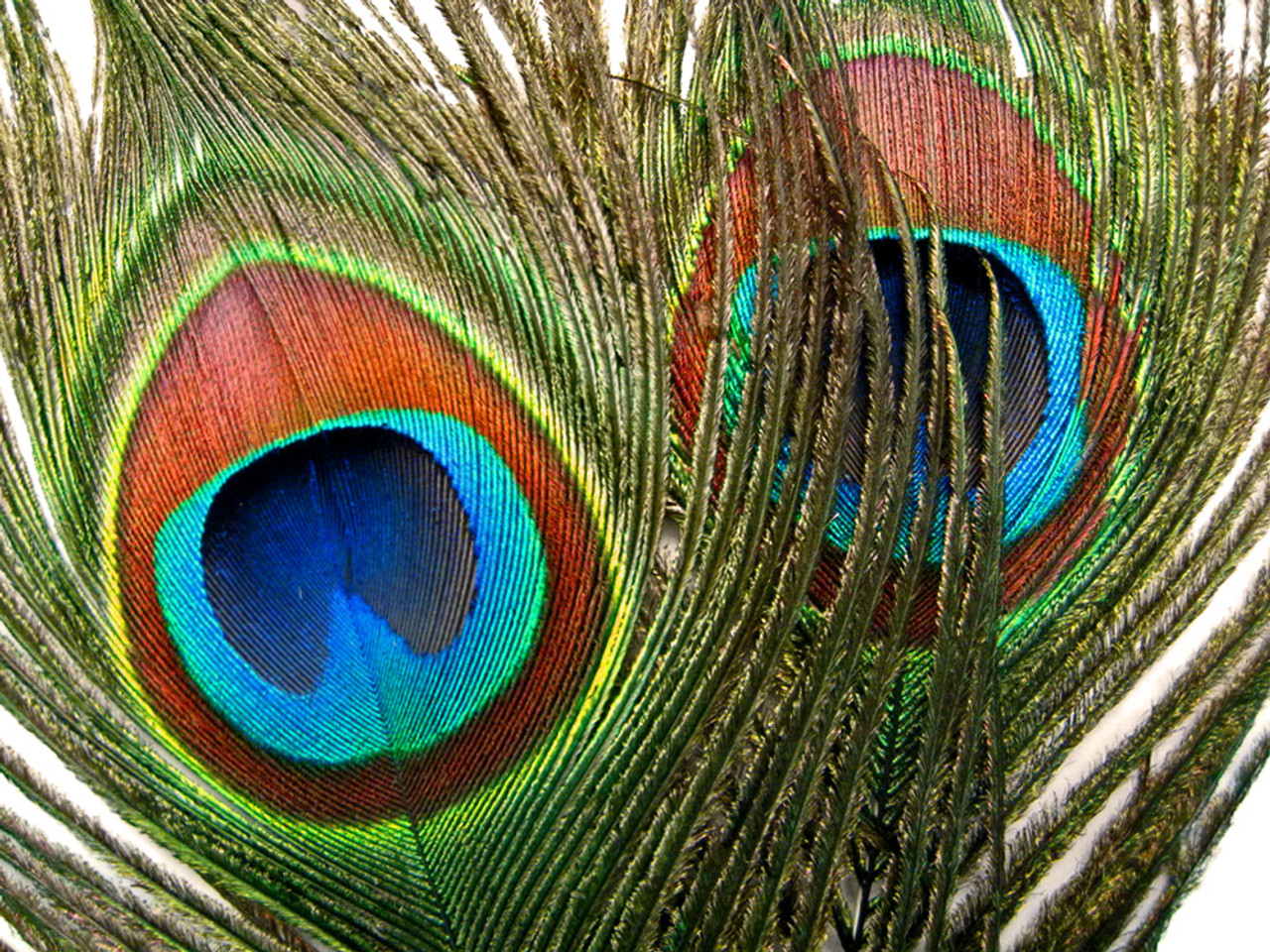  100PCS 10-12 Natural Peacock Eye Feathers Tail