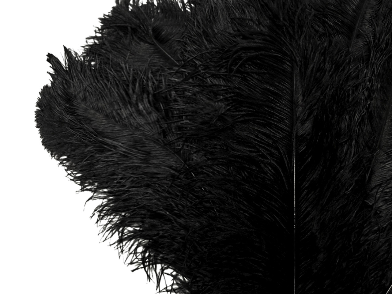 Black Ostrich Feathers (24 Piece(s))