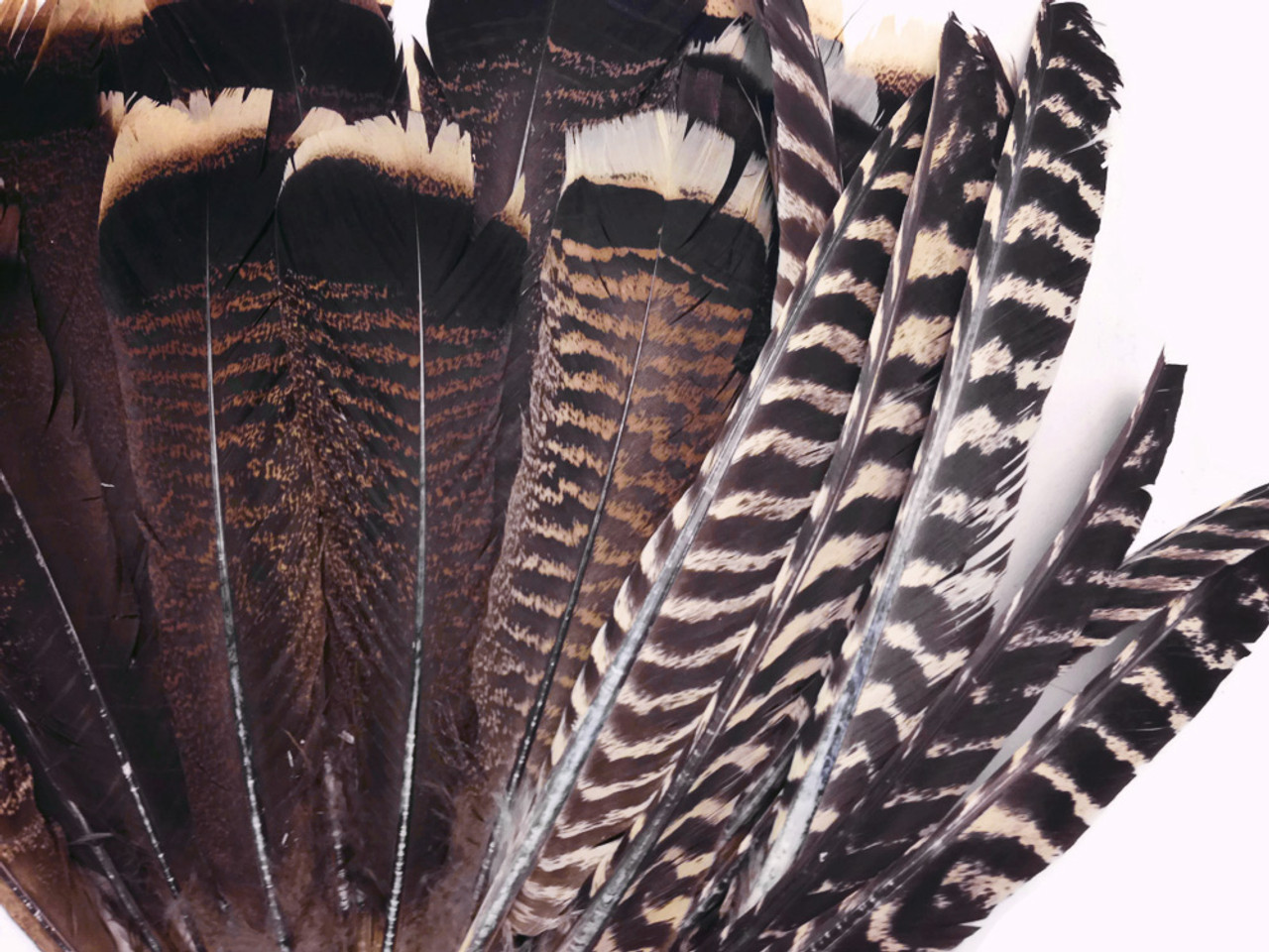 wild turkey feather