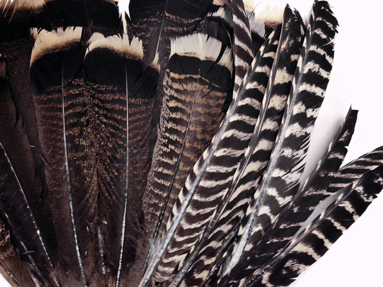 Burgundy Turkey Plumage Feathers - Feathergirl