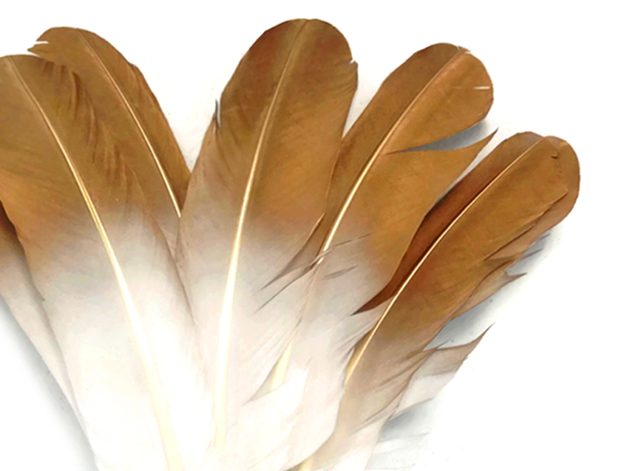 6 Pieces - Light Brown Turkey Rounds Secondary Wing Quill Feathers