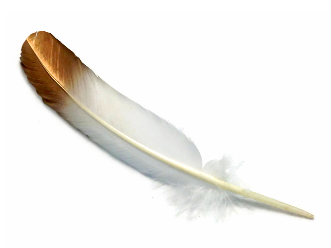 White with Black Tip Quill Feathers by the Pound