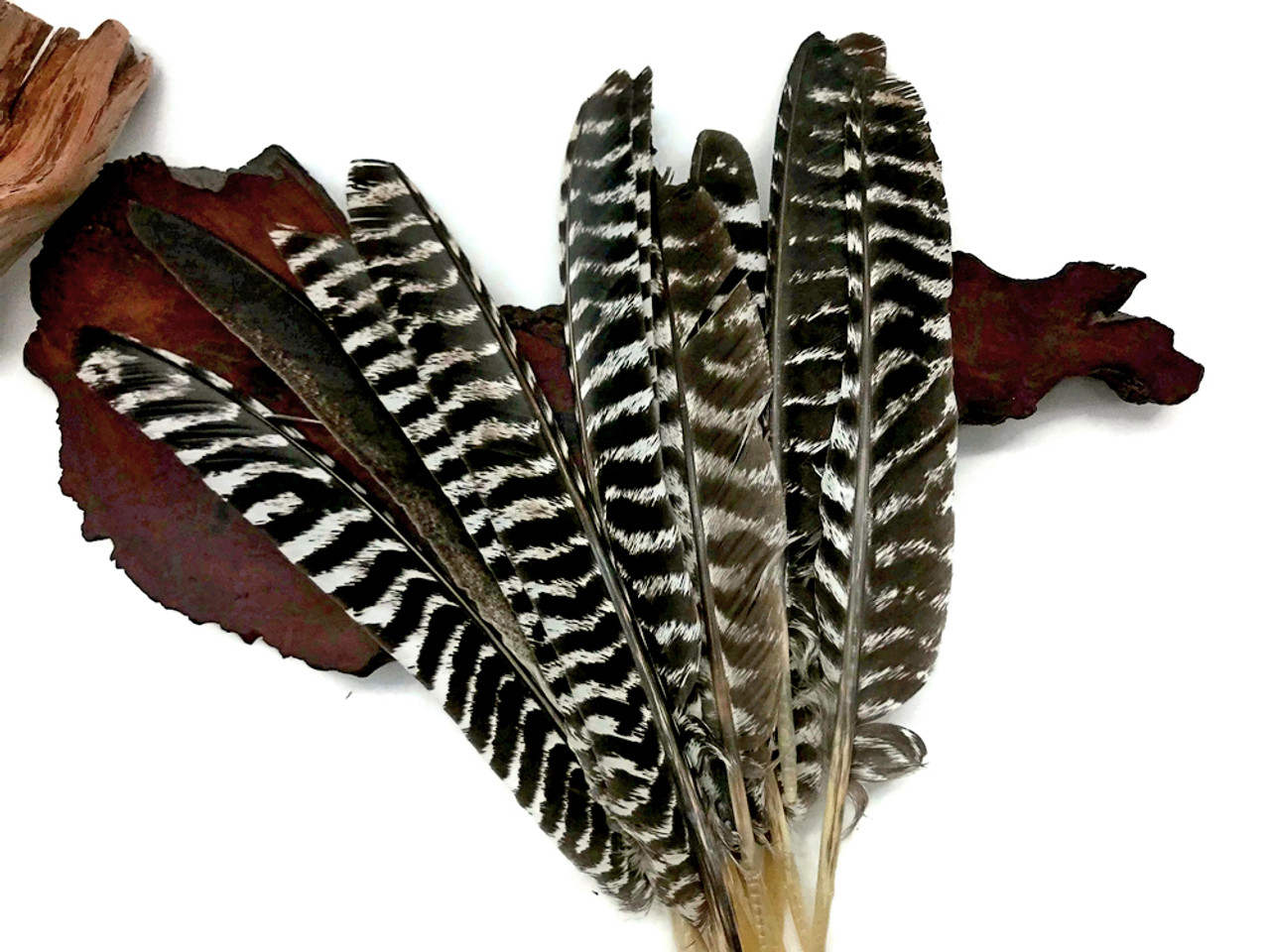 Natural Barred Turkey Right Wing Pointers | Zebra Striped Feathers