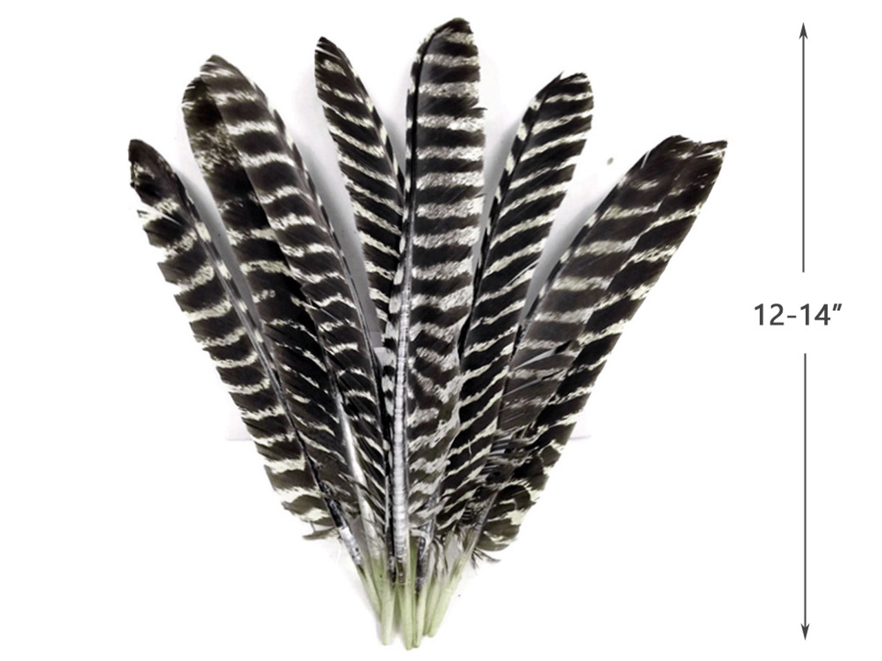 50 Pieces - Natural Barred Wild Merriam Turkey Rounds Wing Quill Wholesale  Feathers (Bulk)