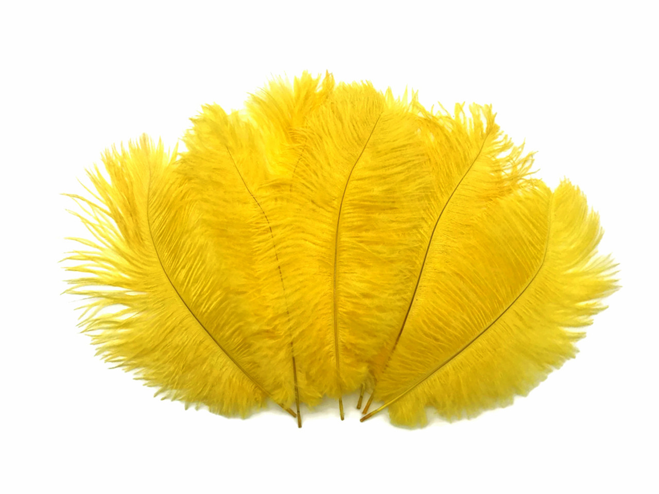 Ostrich Feathers, 10 Pieces 14-17 Yellow Ostrich Dyed Drab Large