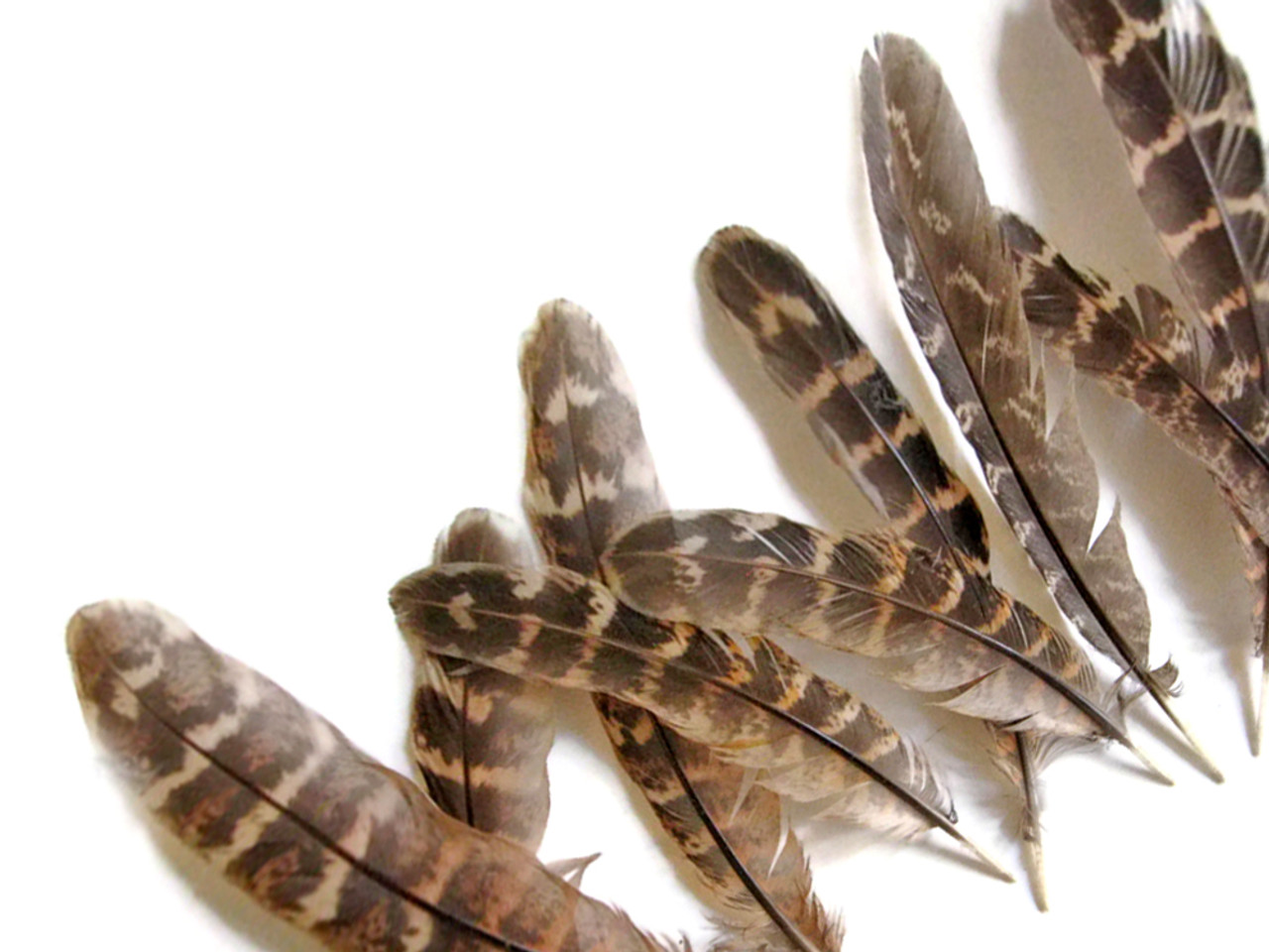 Pheasant Primary Wing Feathers - Feathergirl