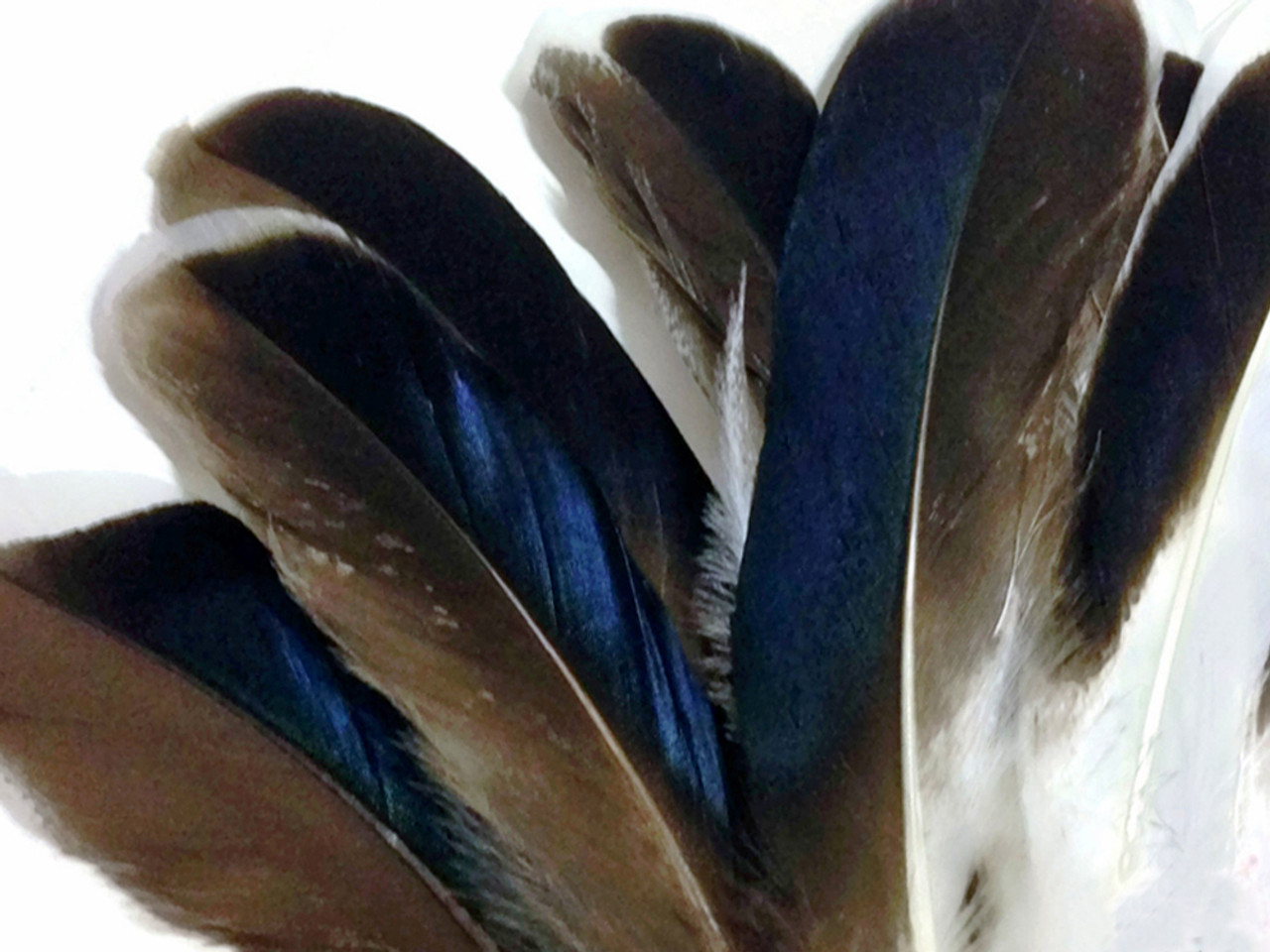 1 Pack - Dyed Brown Duck Primary Wing Pointer Feathers 0.50 Oz. Craft  Halloween Costume Carnival Supply | Moonlight Feather