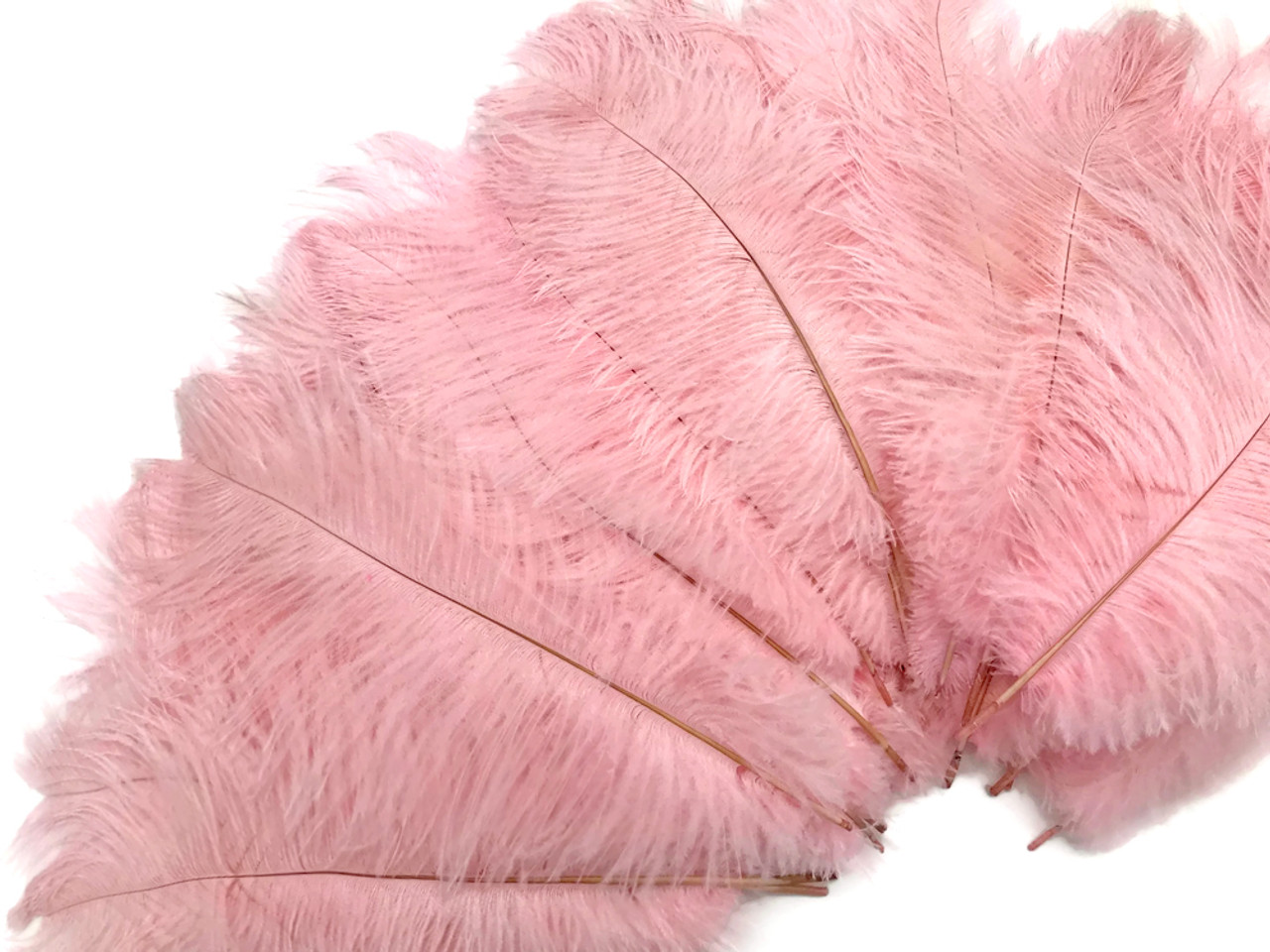 USA Shop BABY PINK Ostrich Feathers 13 to 18 Inches Long. 