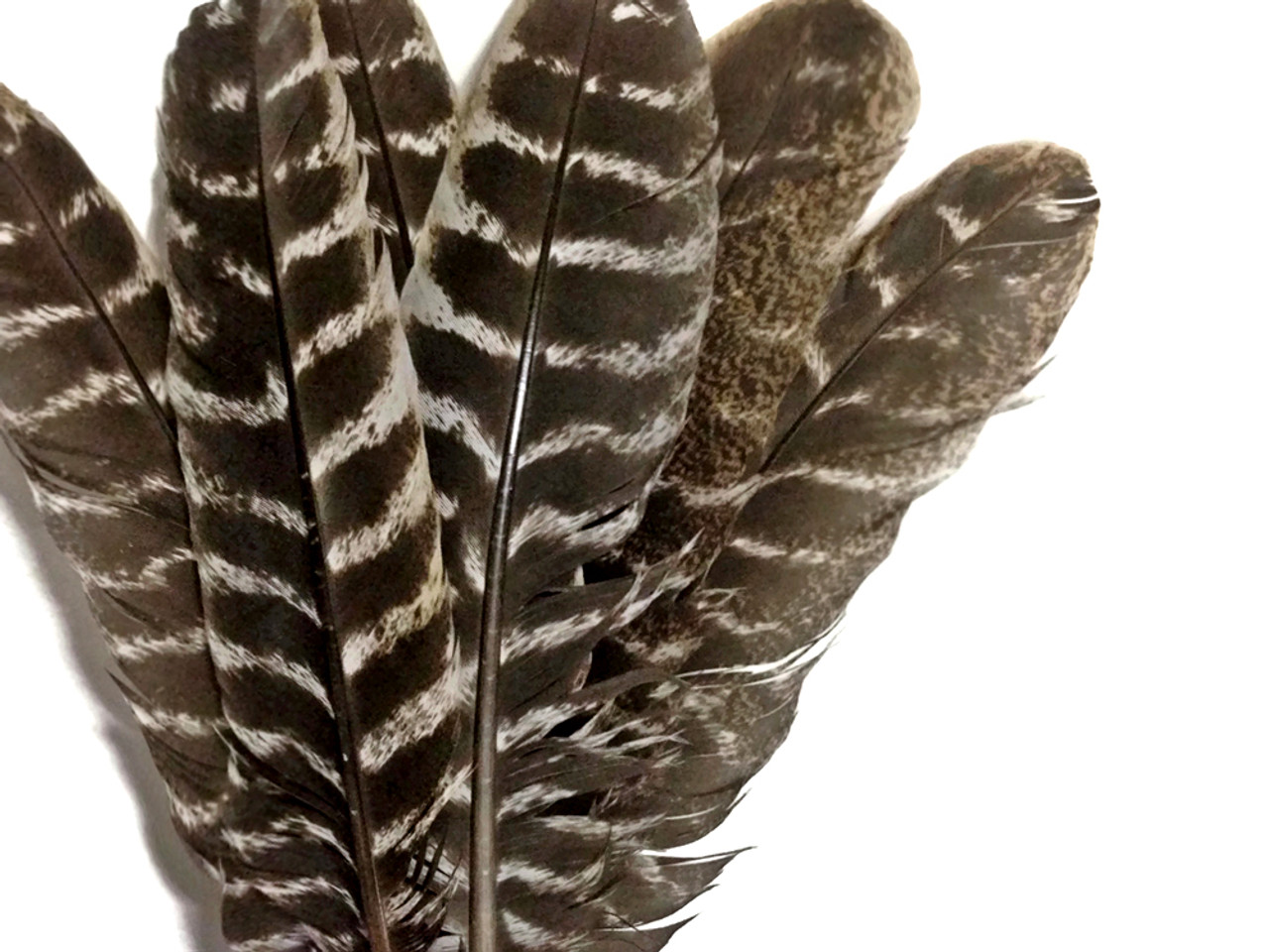 Wholesale Turkey Feathers, 1/4 Lbs Bright Mix Turkey T-base Body