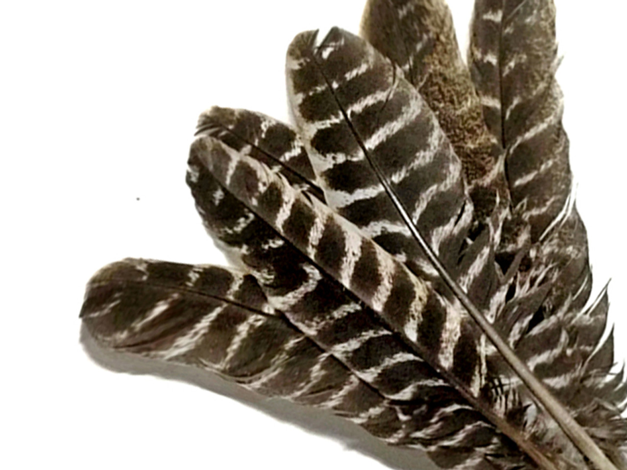 Wholesale Turkey Feathers, 1/4 Lbs Bright Mix Turkey T-base Body Plumage Wholesale  Feathers bulk Craft Supplier : 1481 