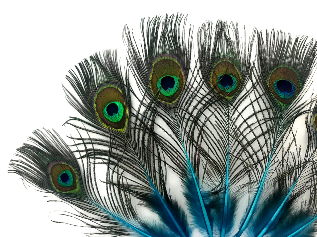 Turquoise Peacock Feather Bra