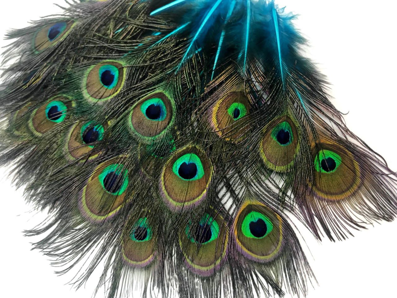 Peacock feathers in turquoise, green and blue printed on 7/8